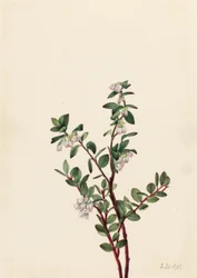 Wąkrota azjatycka (Gaylussacia brachycera)