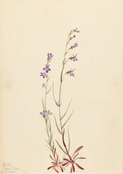 Lobelia strumieniowa (Lobelia kalmii)