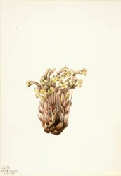 Miotła zbożowa (Orobanche fasciculata)
