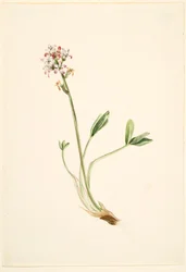 Fasola szparagowa (Menyanthes trifoliata)