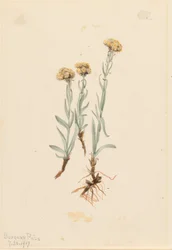 Płowe kocie łapki (Antennaria luzuloides)