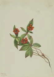 Dereń świdwa (Cornus canadensis)