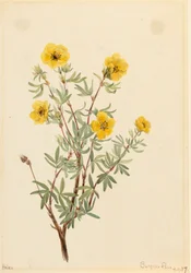 Pięciornik krzewiasty Potentilla fruticosa, 1917.