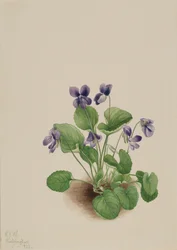 Motyl Fioletowy Viola papilionacea, 1923.