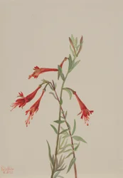 Fuschia kalifornijska (Zauschneria californica)