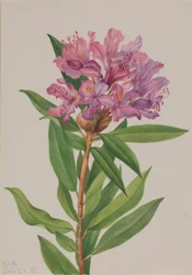 Róża kalifornijska (Rhododendron californicum)