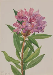 California Rose-Bay Rhododendron californicum, 1933.