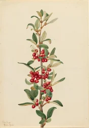 Lepargyrea kanadyjska (Lepargyrea canadensis)