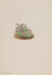 Dywan Różowy Silene acaulis, 1905.