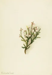 Kasjopeja (Cassiope mertensiana)