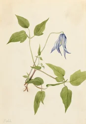 Columbia Clematis Clematis columbiana, ca. 1900-1925.
