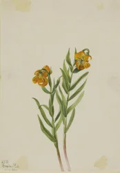 Lilia kolumbijska (Lilium columbianum)