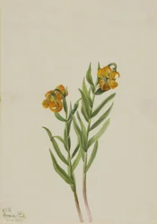 Lilia kolumbijska Lilia kolumbijska, 1925.