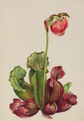 Dzban zwyczajny Sarracenia purpurea venosa, 1931.