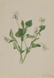 Fiołek kremowy (Viola striata)