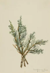 Jałowiec pnący Juniperus horizontalis, 1918.