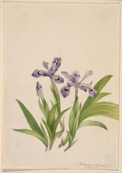 Irys grzebieniasty (Iris cristata)