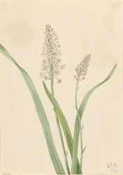 Trucizna dla wron (Chrosperma muscaetoxicum)