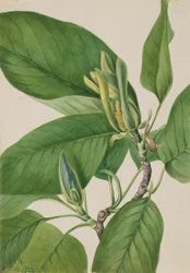 Magnolia ostrolistna (Magnolia acuminata)