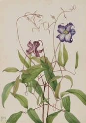 Powojnik kędzierzawy (Clematis crispa)