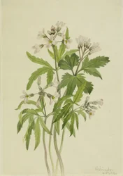 Ząbek cięty (Dentaria laciniata)