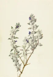 Szałwia z Doliny Śmierci Salvia funerea, ca. początek lat 30. XX wieku.