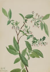 Jelonek rogacz (Polycodium stamineum)