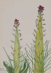 Świeca pustynna (Caulanthus inflatus)