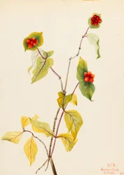 Wiciokrzew Douglasa (Lonicera glaucescens)