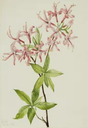 Puszysty Pinxter Bloom Azalia róża, 1923.