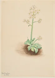 Skalnica wczesna (Saxifraga virginiensis)