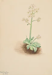 Wczesny Saxifrage Saxifraga virginiensis, 1917.