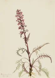 Głowa słonia (Pedicularis groenlandica)