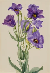 Eustoma russelianum, ca. początek lat 30. XX wieku.
