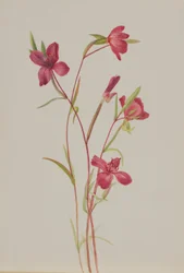 Pożegnanie wiosny (Godetia amoena lilja)
