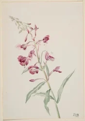 Chwastnica zwyczajna (Epilobium angustifolium)