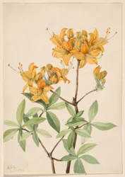 Azalia płomienista (Azalea lutea)