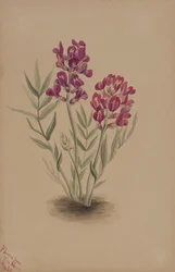 Kwiaty z Mesy, 1883.