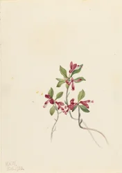Polygala frędzelkowata (Polygala paucifolia)