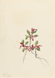Polygala Polygala paucifolia z frędzlami, 1920.