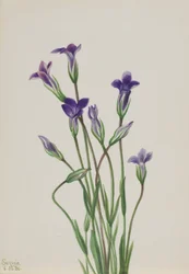 Goryczka (Gentiana holopetala)