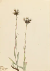 Szare kocie łapki, Antennaria howellii, 1921.