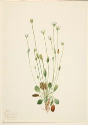 Stokłosa szara (Senecio canus)