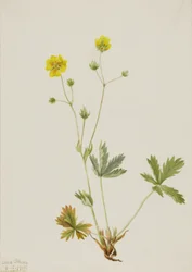 Szary liść pięciopalcowy Potentilla glaucophylla, 1905.