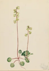 Pyrola zielona (Pyrola chlorantha)
