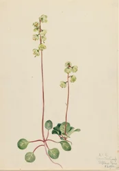 Zielona Pyrola Pyrola chlorantha, 1920.