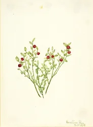 Borówka brusznica (Vaccinium scoparium)