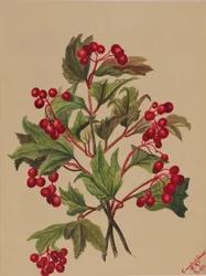 Kalina amerykańska (Viburnum americanum)