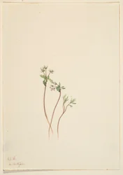 Zwiastun wiosny (Erigenia bulbosa)