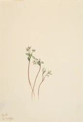 Zwiastun wiosny Erigenia bulbosa, 1920.